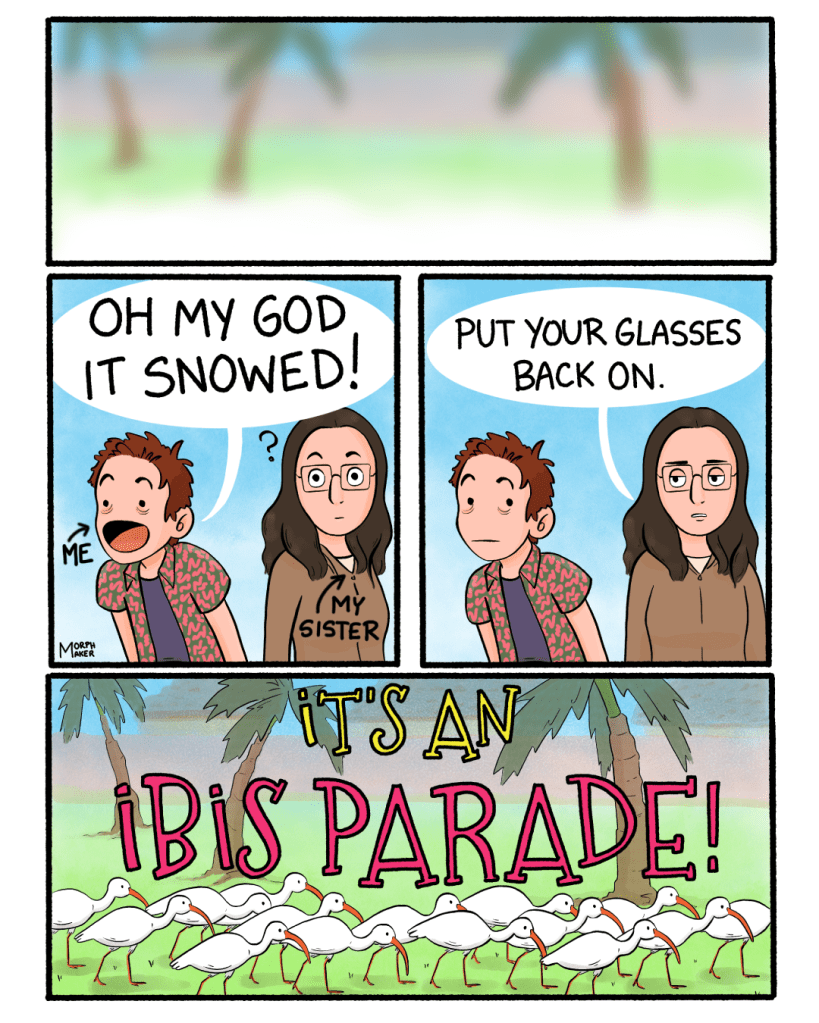 A comic by morphmaker. Panel 1: A blurry landscape that looks like palm trees with snow underneath them. Panel 2: My sister and I are standing next to each other, and I’m not wearing my glasses. I look excited and yell, “Oh my God it snowed!” My sister turns to look at where I’m looking. Panel 3: My sister says, “Put your glasses back on.” Panel 4: The blurry landscape is now in focus after I put on my glasses. There is a large group of American white ibises underneath the palm trees. Text above the ibises says, “It’s an ibis parade!”