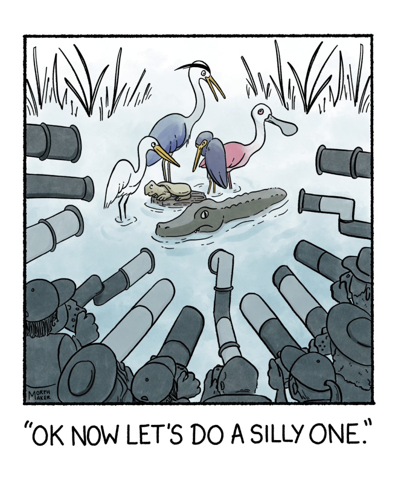 A group of wading birds and a turtle and an alligator are grouped together in shallow water. They are surrounded by people taking photos of them on cameras with huge zoom lenses. One of the birds says, “Ok now let’s do a silly one.”